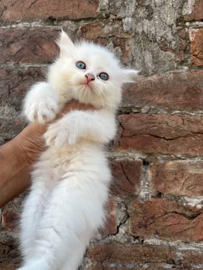 Persian Triple coated kitten