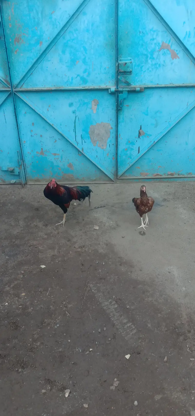 Pair ha aseel cross — photo 3