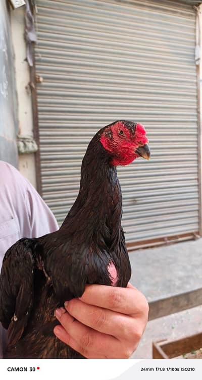 black o shamo