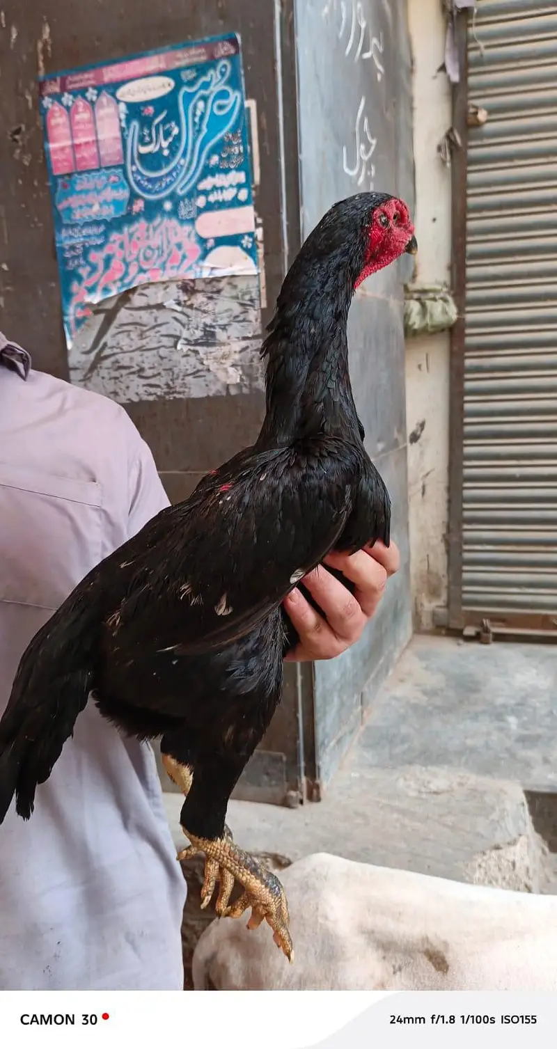 black o shamo — photo 5