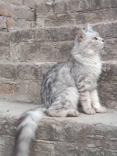 Persian cat