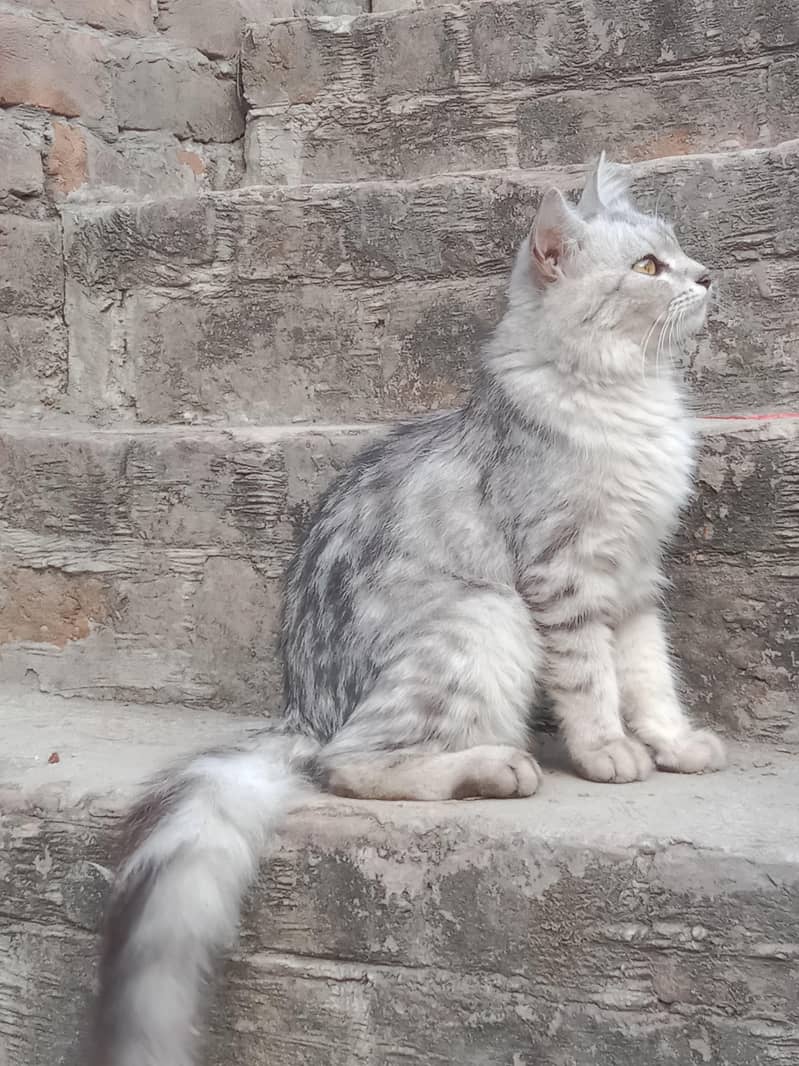 Persian cat 0