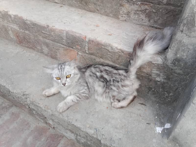 Persian cat 1