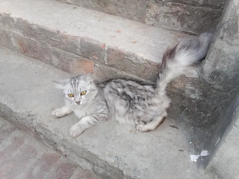 Persian cat — photo 2