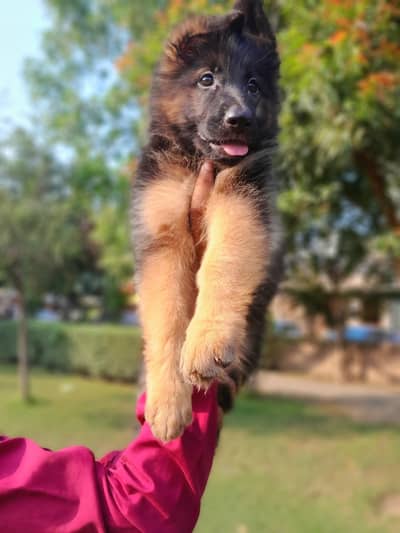 German shepherd female