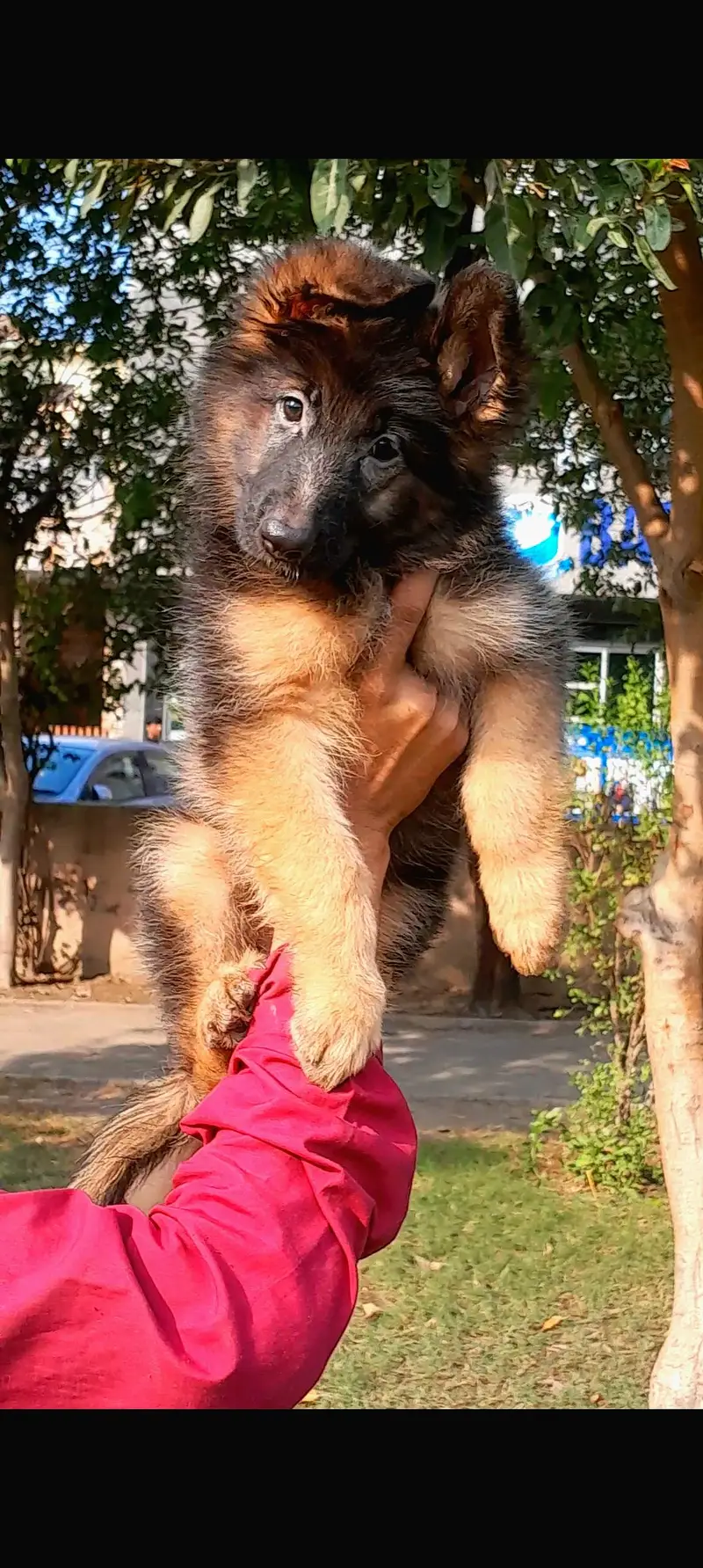 German shepherd female — photo 2