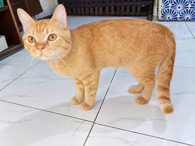 Persian Kitten For sale (urgent)