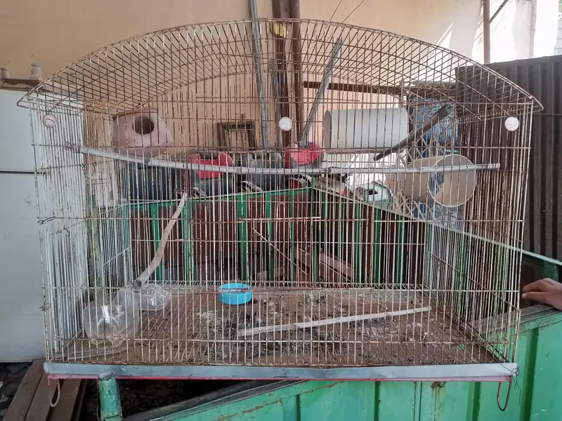 cage for birds — photo 2