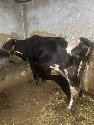 بڑی گائے ساتھ بچھی ہے