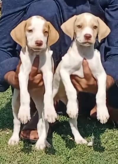 pure English pointer top quality puppies healthy and active for sale