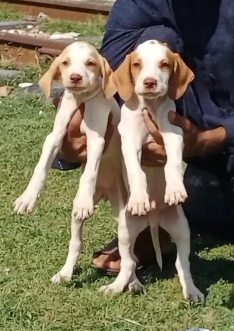 pure English pointer top quality puppies healthy and active for sale — photo 2
