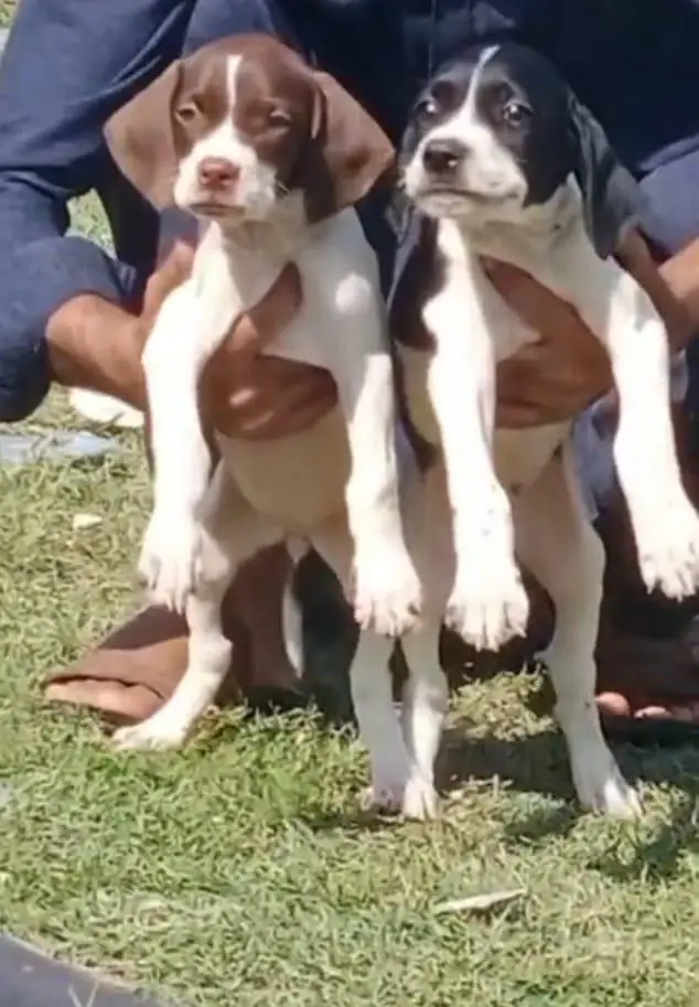 pure English pointer top quality puppies healthy and active for sale — photo 3