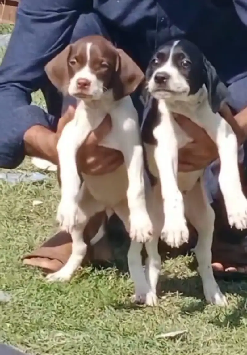 pure English pointer top quality puppies healthy and active for sale — photo 4