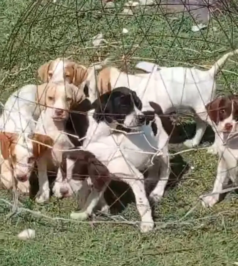 pure English pointer top quality puppies healthy and active for sale — photo 5