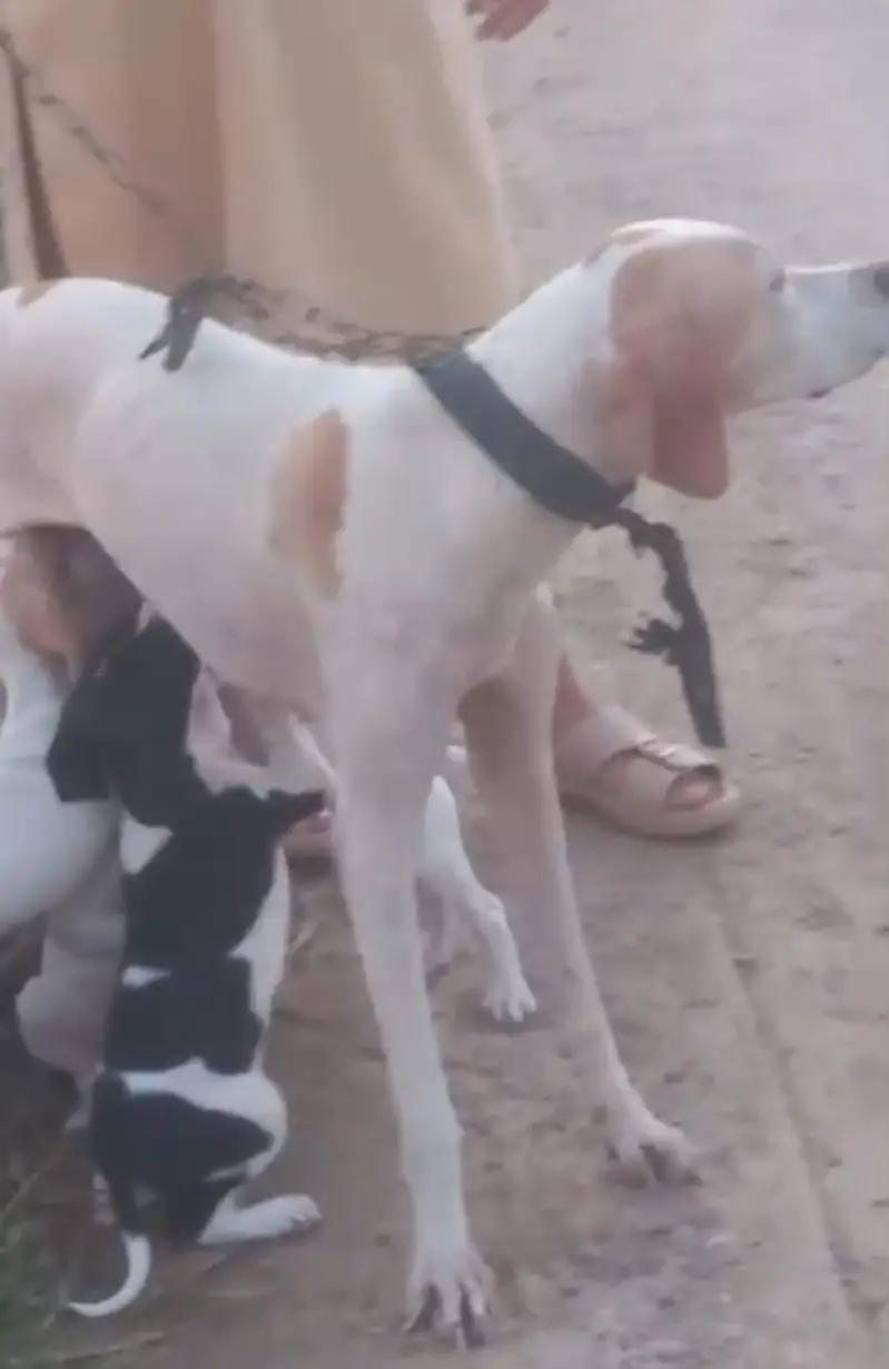 pure English pointer top quality puppies healthy and active for sale — photo 6