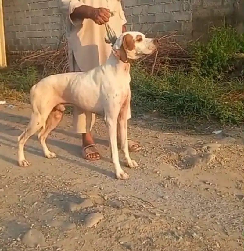 pure English pointer top quality puppies healthy and active for sale — photo 7