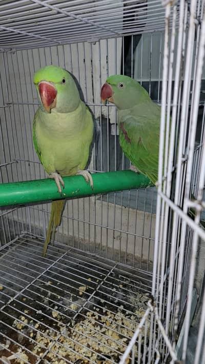 Alexander Parrots