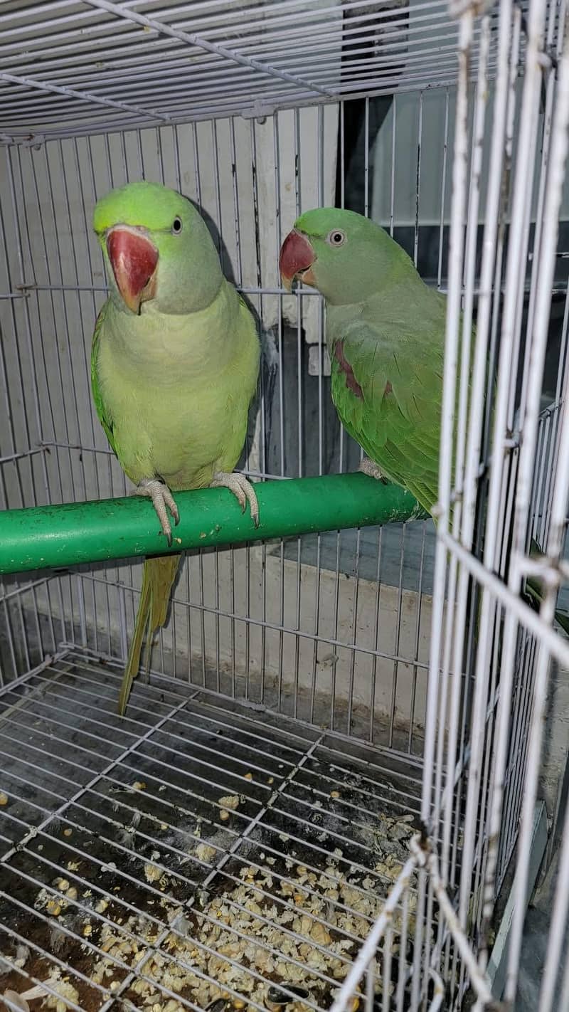 Alexander Parrots 0