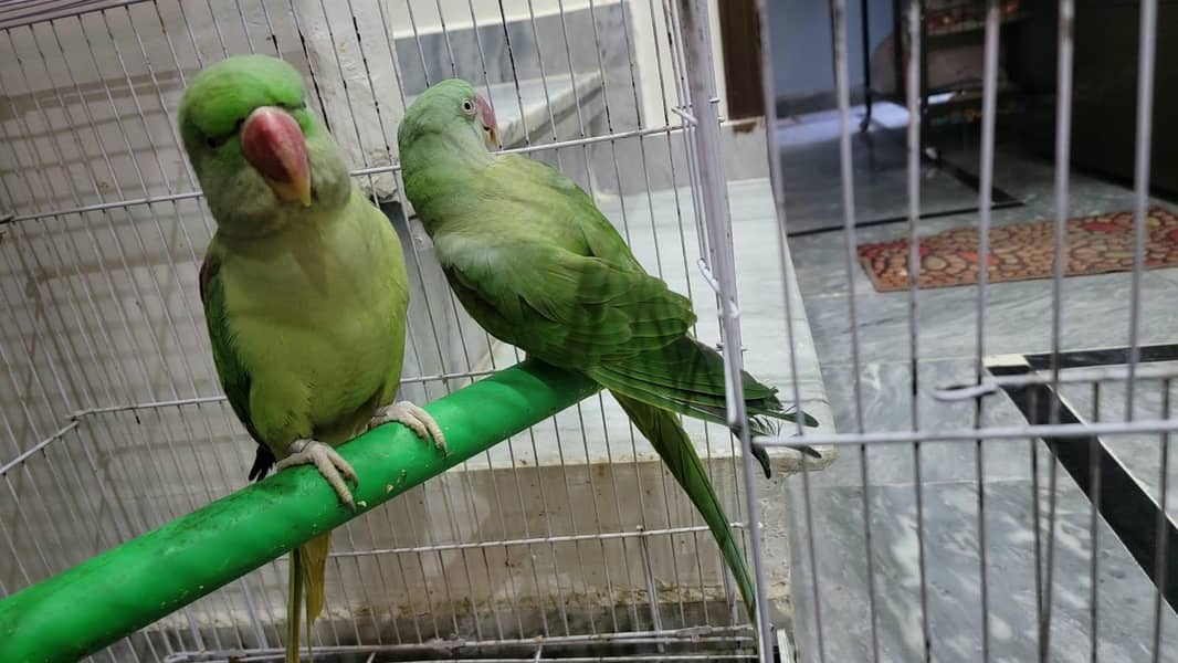 Alexander Parrots 1
