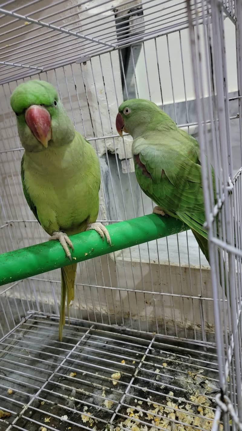 Alexander Parrots 2