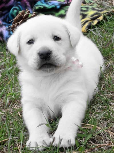 Labrador Retriever dog puppies/ Labrador