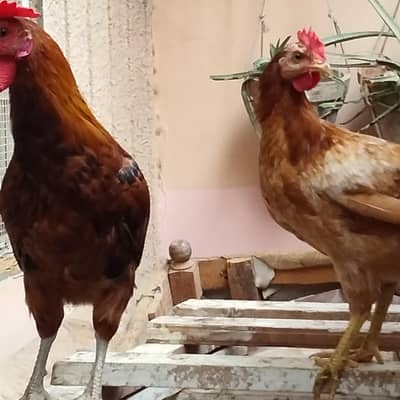 2 male murge urgent sale