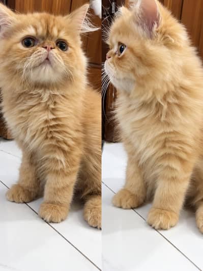 Persian kittens| Triple Coated |Punch Face _whatsap 03023336605
