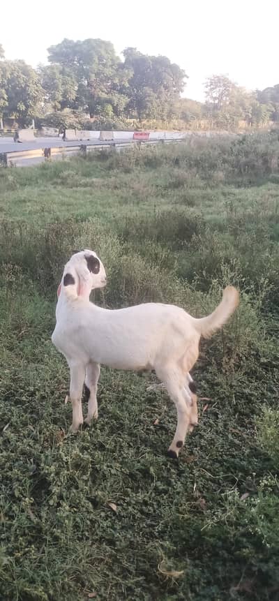 betal bakra