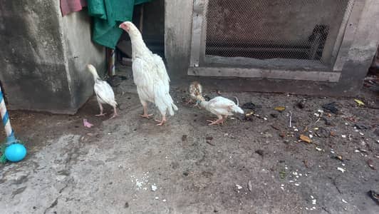 white hen with 4 chicks