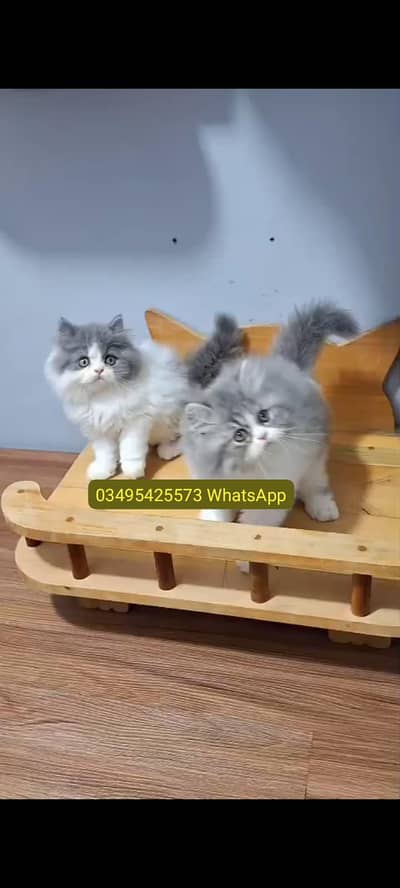 Quality Persian Punch face cat & kitten Male female Both available h