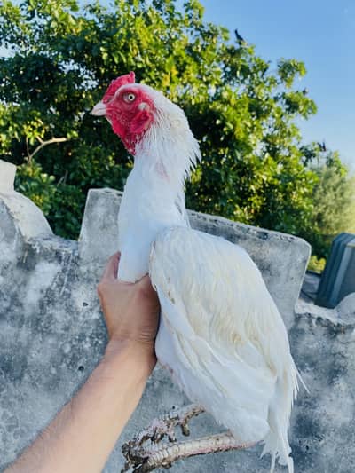 Heera Aseel Pair of Sale white noke nali
