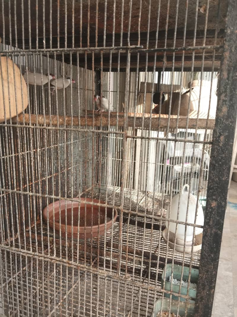 java birds 2