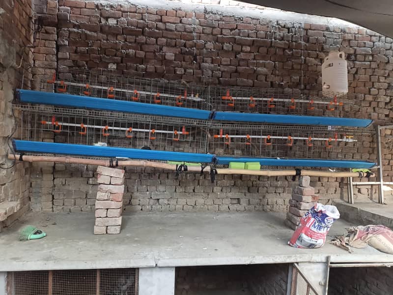 china cage 1