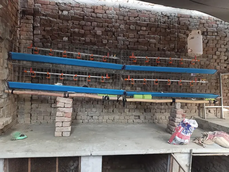 china cage — photo 2