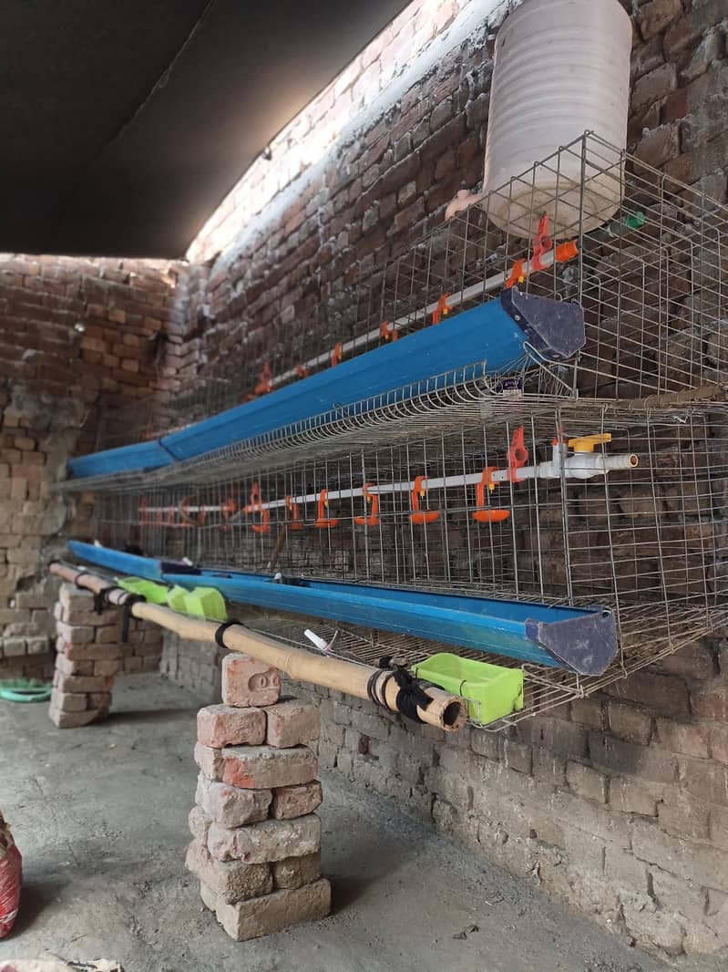 china cage 2