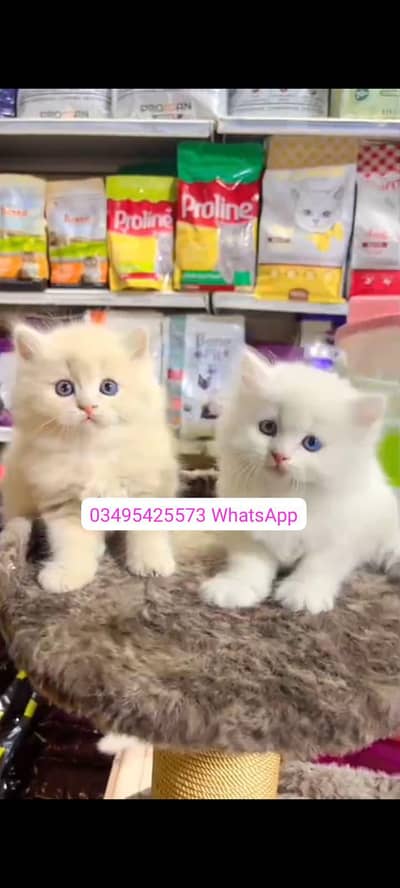Quality Persian Punch face cat & kitten Male female Both available h