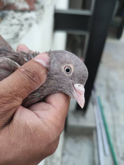 Indian Surkhy