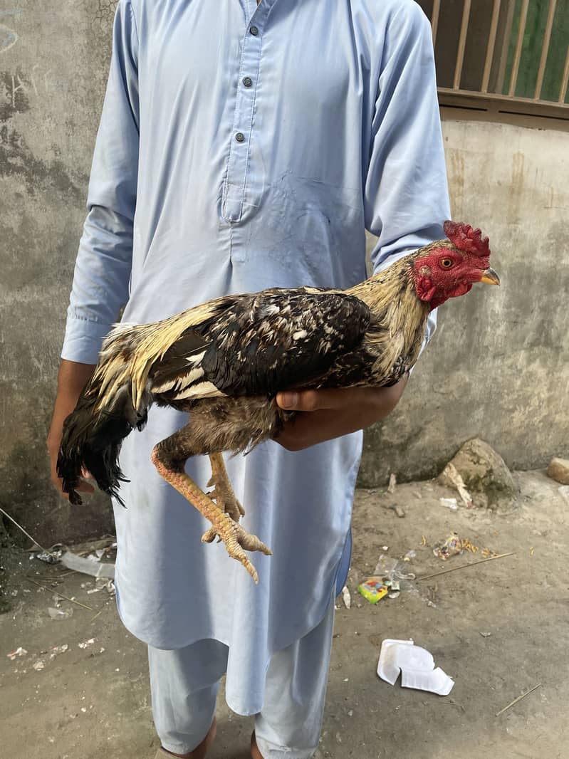 Tahir 0