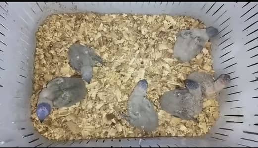 Lori chicks black cap swinson red collar