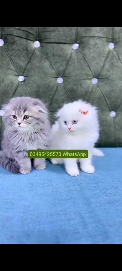 Quality Persian Punch face cat & kitten Male female Both available h