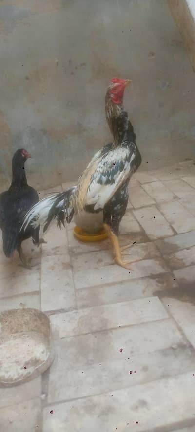 aseel jawa cheni & mushki