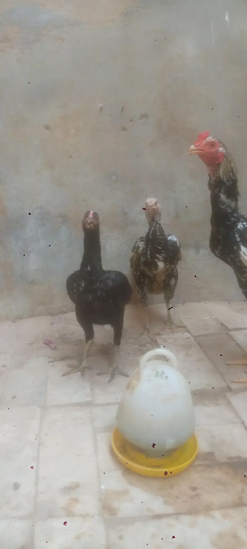 aseel jawa cheni & mushki — photo 3