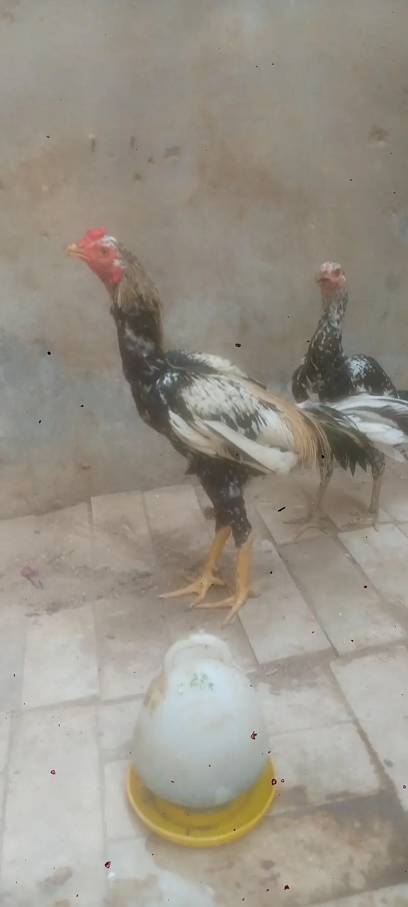 aseel jawa cheni & mushki — photo 5