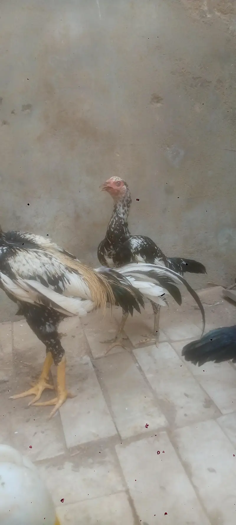 aseel jawa cheni & mushki — photo 6
