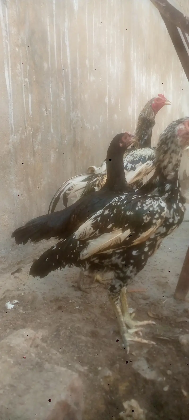 aseel jawa cheni & mushki — photo 7