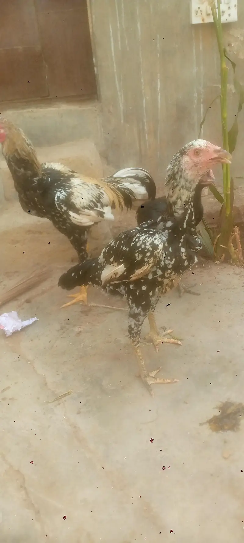 aseel jawa cheni & mushki — photo 8