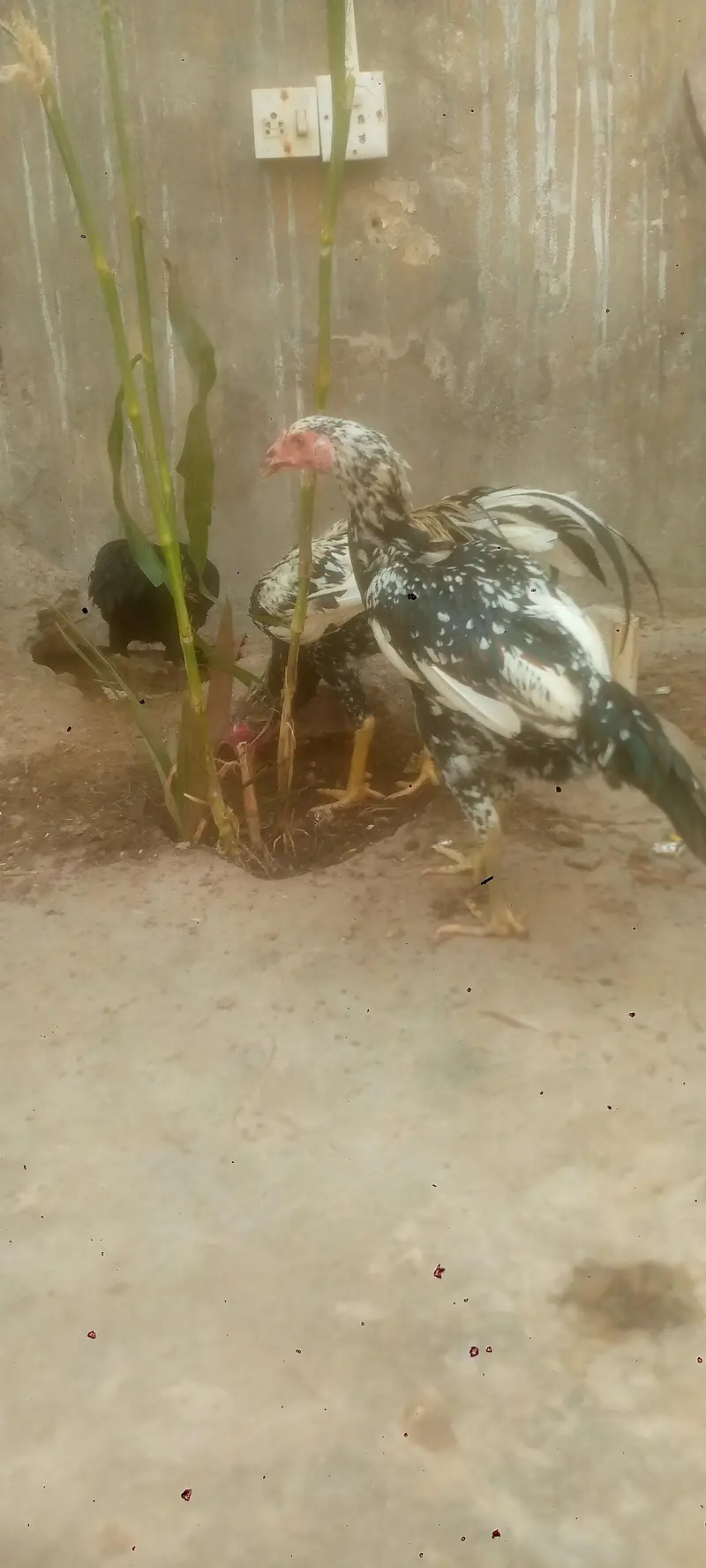 aseel jawa cheni & mushki — photo 9