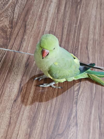 parrot for sell