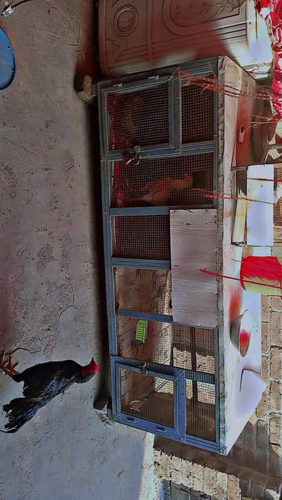 Aseel wood cage with iron door  urgent sale good condition