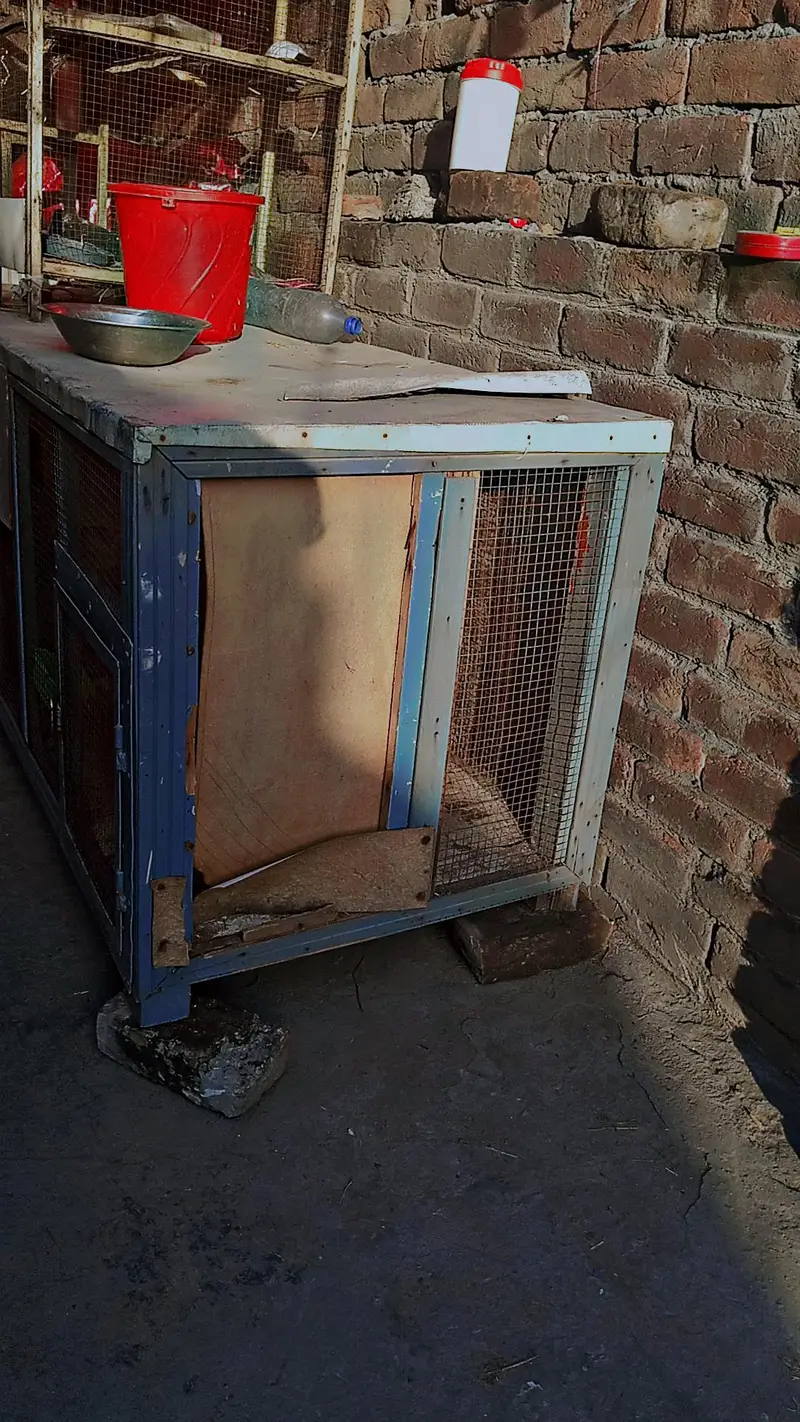 Aseel wood cage with iron door  urgent sale good condition — photo 2